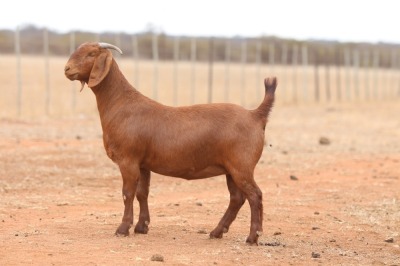 1X KALAHARI RED STUD DOE Anton & Rickus Bothma Boerbok Stoet