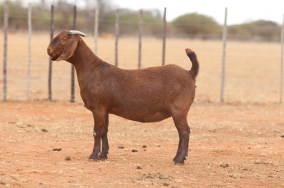 1X KALAHARI RED STUD DOE Anton & Rickus Bothma Boerbok Stoet