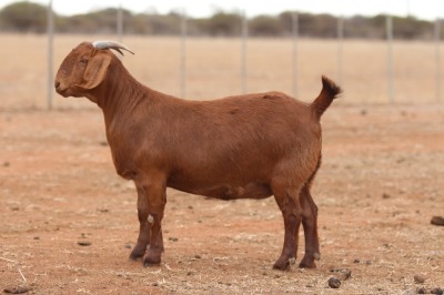 1X KALAHARI RED STUD DOE Anton & Rickus Bothma Boerbok Stoet