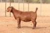 1X KALAHARI RED STUD DOE Anton & Rickus Bothma Boerbok Stoet