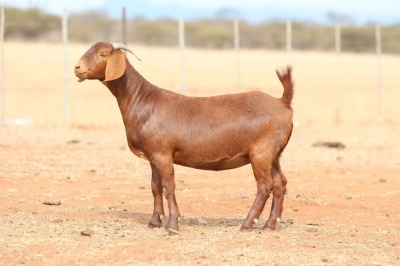 1X KALAHARI RED PREGNANT FLOCK DOE Anton & Rickus Bothma Boerbok Stoet