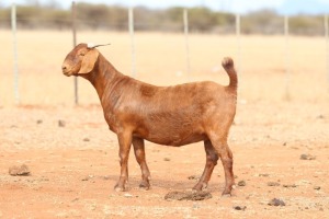 1X KALAHARI RED PREGNANT FLOCK DOE Anton & Rickus Bothma Boerbok Stoet