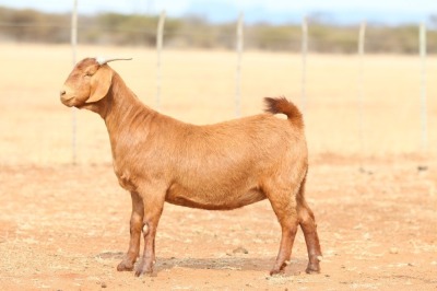 1X KALAHARI RED PREGNANT FLOCK DOE Anton & Rickus Bothma Boerbok Stoet