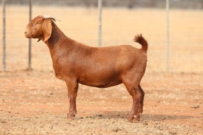 1X KALAHARI RED PREGNANT STUD DOE Anton & Rickus Bothma Boerbok Stoet