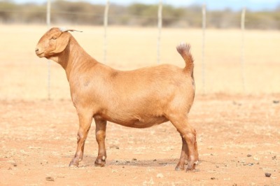 1X KALAHARI RED PREGNANT STUD DOE Anton & Rickus Bothma Boerbok Stoet