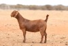 1X KALAHARI RED FLOCK DOE Anton & Rickus Bothma Boerbok Stoet