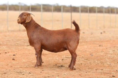 1X KALAHARI RED STUD DOE Anton & Rickus Bothma Boerbok Stoet