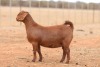 1X KALAHARI RED DOE Anton & Rickus Bothma Boerbok Stoet