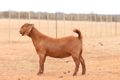 1X KALAHARI RED STUD DOE Anton & Rickus Bothma Boerbok Stoet