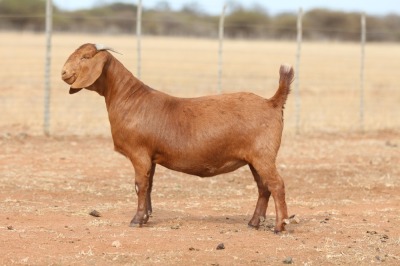 1X KALAHARI RED FLOCK DOE Anton & Rickus Bothma Boerbok Stoet