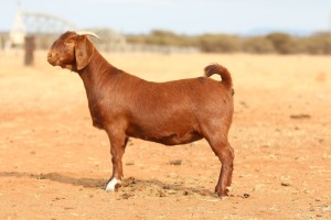 1X KALAHARI RED PREGNANT FLOCK DOE Anton & Rickus Bothma Boerbok Stoet