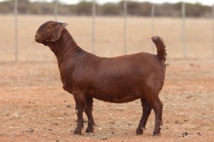 1X KALAHARI RED STUD DOE Anton & Rickus Bothma Boerbok Stoet