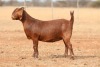 1X KALAHARI RED PREGNANT STUD DOE Anton & Rickus Bothma Boerbok Stoet