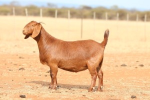 1X KALAHARI RED PREGNANT STUD DOE Anton & Rickus Bothma Boerbok Stoet