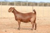 1X KALAHARI RED PREGNANT STUD DOE Anton & Rickus Bothma Boerbok Stoet