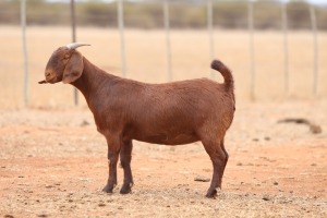 1X KALAHARI RED FLOCK DOE Anton & Rickus Bothma Boerbok Stoet