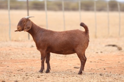 1X KALAHARI RED FLOCK DOE Anton & Rickus Bothma Boerbok Stoet