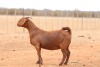 1X KALAHARI RED FLOCK DOE Anton & Rickus Bothma Boerbok Stoet