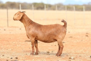 1X KALAHARI RED FLOCK DOE Anton & Rickus Bothma Boerbok Stoet