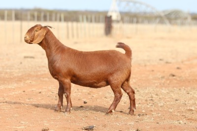 1X KALAHARI RED STUD DOE Anton & Rickus Bothma Boerbok Stoet