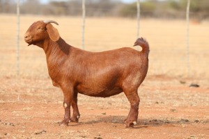 1X KALAHARI RED PREGNANT STUD DOE Anton & Rickus Bothma Boerbok Stoet