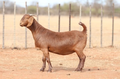 1X KALAHARI RED PREGNANT STUD DOE Anton & Rickus Bothma Boerbok Stoet