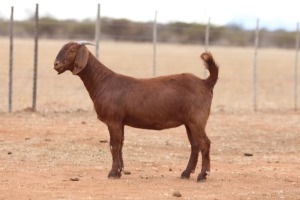 1X KALAHARI RED FLOCK DOE Anton & Rickus Bothma Boerbok Stoet