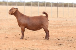 1X KALAHARI RED STUD DOE Anton & Rickus Bothma Boerbok Stoet