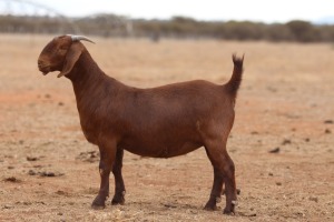 1X KALAHARI RED FLOCK DOE Anton & Rickus Bothma Boerbok Stoet