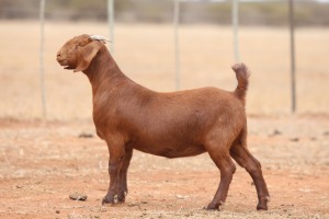 1X KALAHARI RED FLOCK DOE Anton & Rickus Bothma Boerbok Stoet