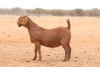 1X KALAHARI RED FLOCK DOE Anton & Rickus Bothma Boerbok Stoet