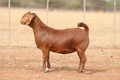 1X KALAHARI RED PREGNANT FLOCK DOE Anton & Rickus Bothma Boerbok Stoet