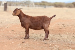 1X KALAHARI RED PREGNANT FLOCK DOE Anton & Rickus Bothma Boerbok Stoet