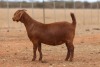 1X KALAHARI RED STUD DOE Anton & Rickus Bothma Boerbok Stoet