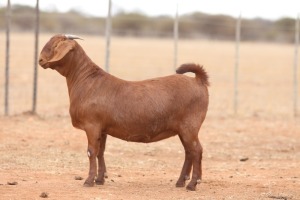 1X KALAHARI RED FLOCK DOE Anton & Rickus Bothma Boerbok Stoet