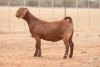 1X KALAHARI RED FLOCK DOE Anton & Rickus Bothma Boerbok Stoet