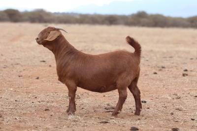 1X KALAHARI RED FLOCK DOE Anton & Rickus Bothma Boerbok Stoet