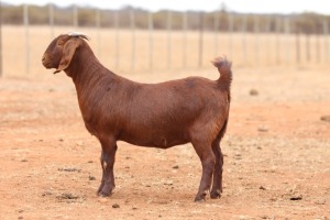 1X KALAHARI RED FLOCK DOE Anton & Rickus Bothma Boerbok Stoet