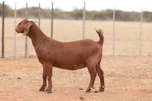 1X KALAHARI RED FLOCK DOE Anton & Rickus Bothma Boerbok Stoet