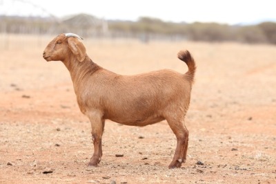 1X KALAHARI RED FLOCK DOE Anton & Rickus Bothma Boerbok Stoet