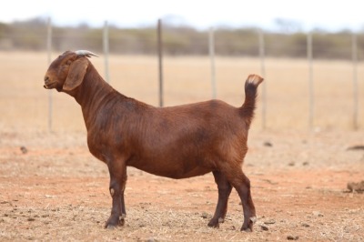 1X KALAHARI RED FLOCK DOE Anton & Rickus Bothma Boerbok Stoet