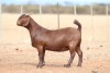 1X KALAHARI RED PREGNANT FLOCK DOE Anton & Rickus Bothma Boerbok Stoet