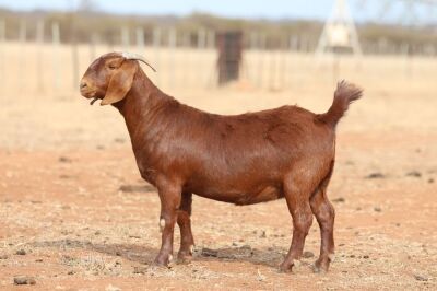 1X KALAHARI RED PREGNANT STUD DOE Anton & Rickus Bothma Boerbok Stoet