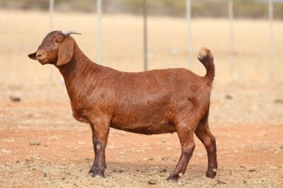 1X KALAHARI RED PREGNANT FLOCK DOE Anton & Rickus Bothma Boerbok Stoet