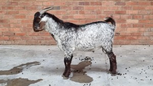 1x CAPE SKILDER BUCK NABBA BOERDERY