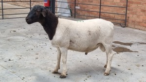 1x DORPER RAM NABBA BOERDERY