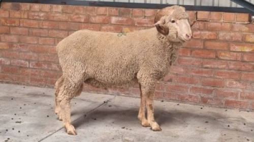1x MERINO RAM ANTONEI BADENHORST