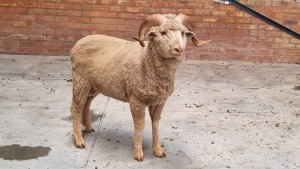 1x MERINO RAM ANTONEI BADENHORST