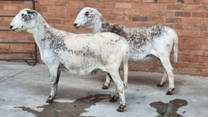 2x MEATMASTER EWE FJ DELPORT (Pay per Animal)