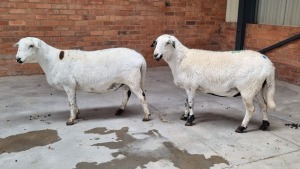 2x MEATMASTER EWE FJ DELPORT (Pay per Animal)